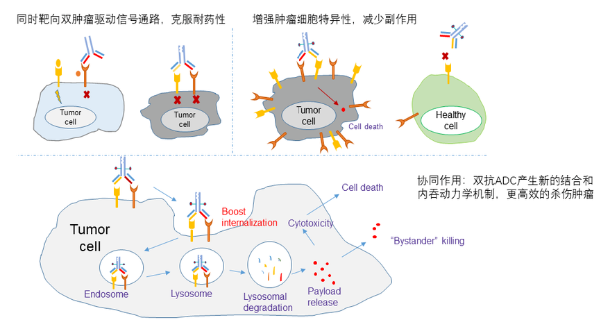 雙抗ADC的作用機製及其優勢