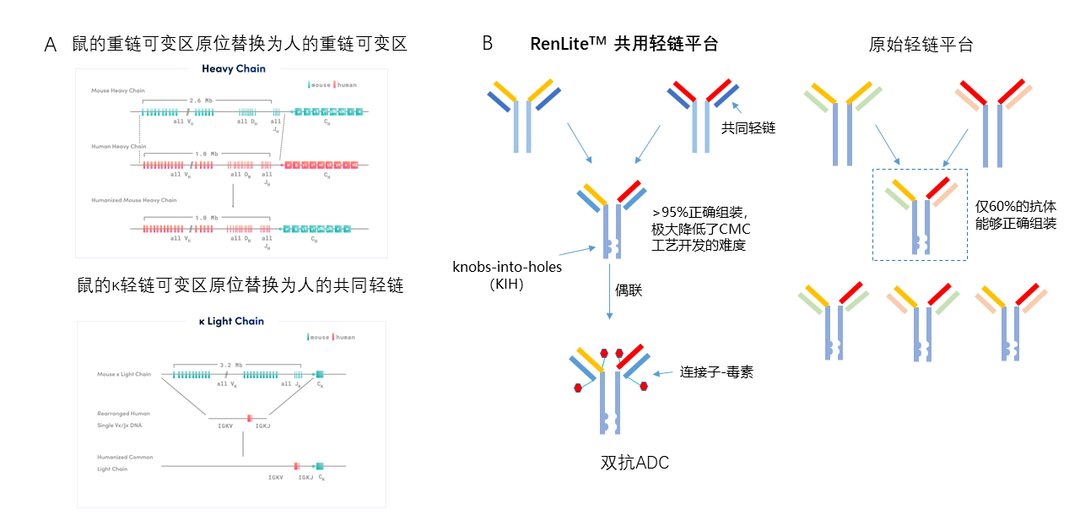 基於RenLite平台高通量地產出雙抗ADC