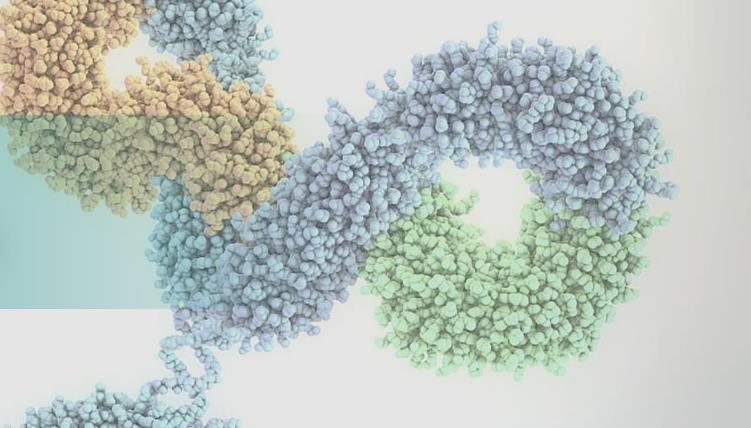 尊龙凯时人生就是搏官网全資子公司祐和醫藥與微芯生物控股公司微芯新域就YH008雙特異性抗體達成大中華區授權協議